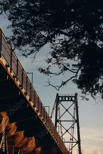 Hercílio Luz Bridge framed by tree leaves on a sunny day in Florianópolis, Santa Catarina, Brazil