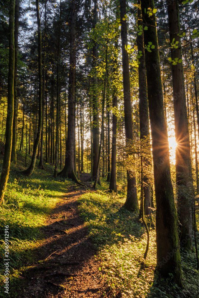 Fototapeta premium Chartreuse Forest Trail With Golden Sunstar Light