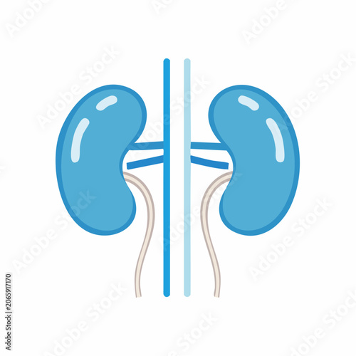 Stylized Illustration of Human Kidneys