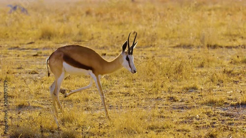 An injured Springbok (Antidorcas marsupialis) limping on his leg in savannah of Botswana South Africa.