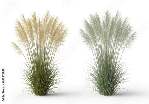 Two decorative pampas grass plants with green and dry plumes for home decor isolated on white background