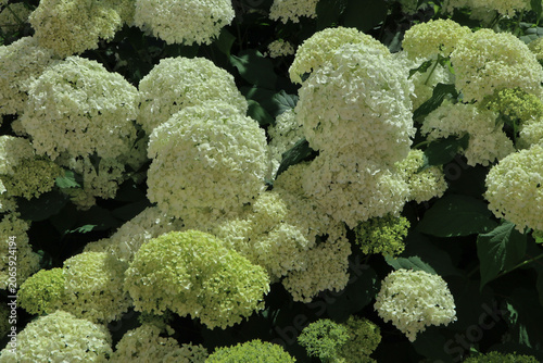 White hydrangea flowers blooming in summer garden