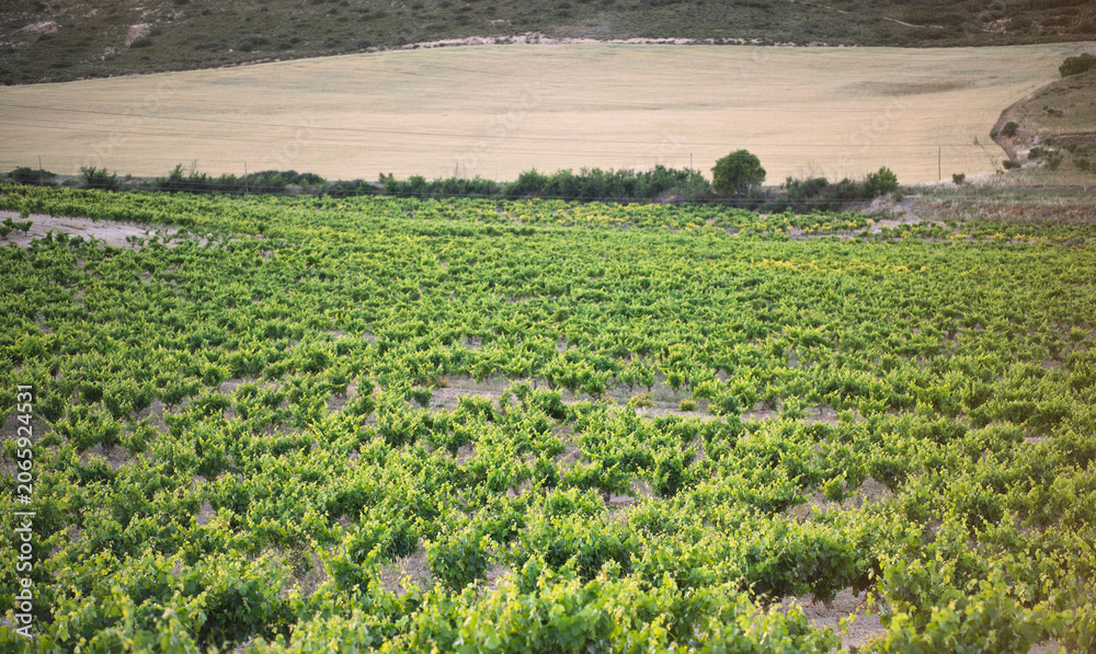 Fototapeta premium Green Vineyard Rows Across Rolling Farmland