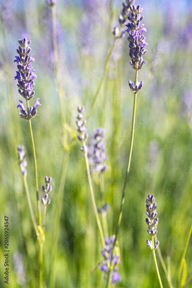 Fototapeta premium Lavender Flowers in Bright Green Summer Meadow