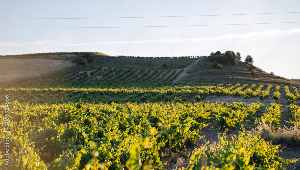 Fototapeta premium Sunlit Vineyard Rows on Rolling Hills