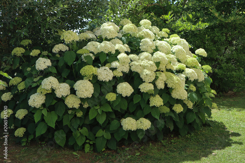 White hydrangea flowers blooming in summer garden