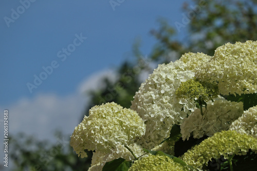 White hydrangea flowers blooming in summer garden