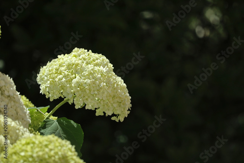 White hydrangea flowers blooming in summer garden