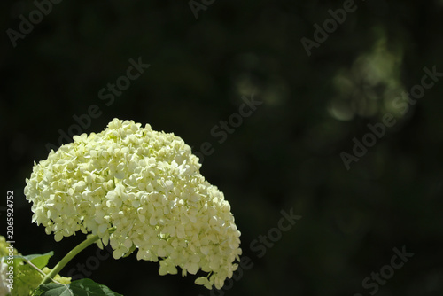 White hydrangea flowers blooming in summer garden