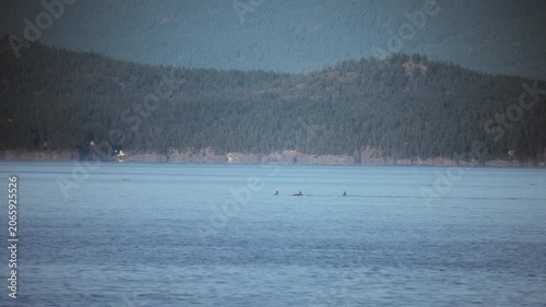 Pod of orcas surfacing together near a forested mountain coastline