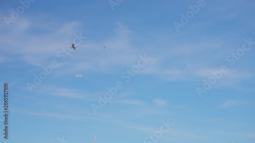 Flock of seagulls gliding high in a bright blue sky with wispy clouds