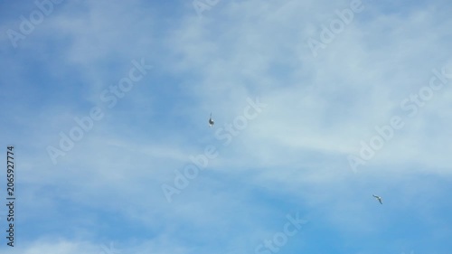 Seagulls flying against blue sky with white wispy clouds
