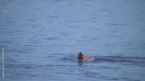 Giant pacific octopus being eaten by a wild harbor seal in the ocean