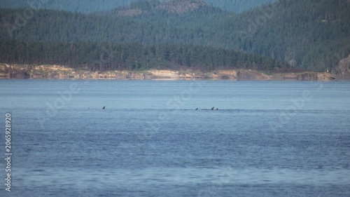 Pod of killer whales swimming in the calm blue waters of a coastal bay