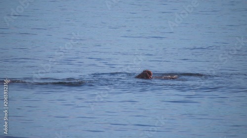 Wild seals eating a giant pacific octopus in the blue ocean water