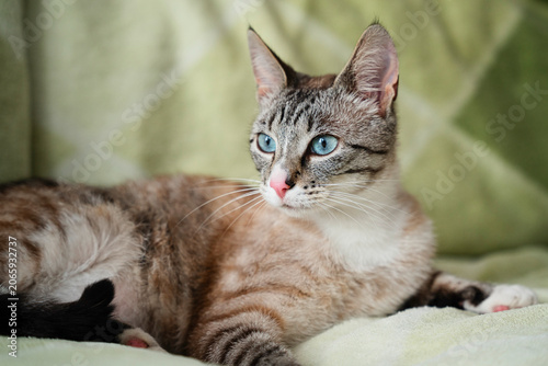 Cute tabby kitten with blue eyes lying on soft green blanket — adorable young cat portrait with pink nose, domestic pet and feline beauty concept