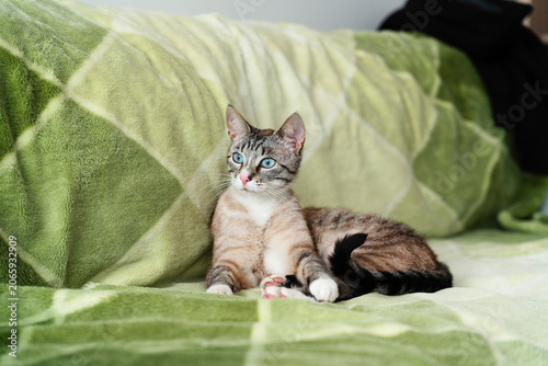 Cute tabby kitten with blue eyes lying on soft green blanket — adorable young cat portrait with pink nose, domestic pet and feline beauty concept