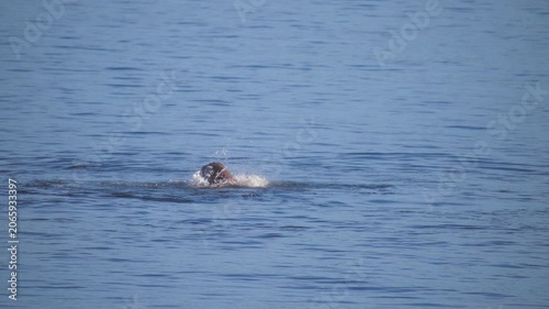 Giant pacific octopus being swallowed by a harbor seal in the ocean