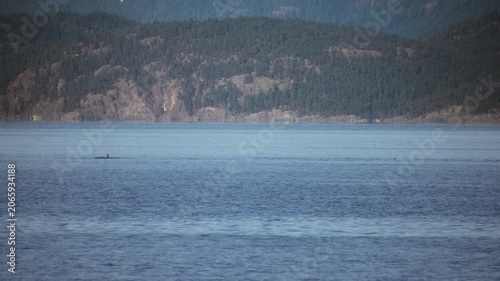 Pod of orcas swimming in the calm blue waters of a coastal bay