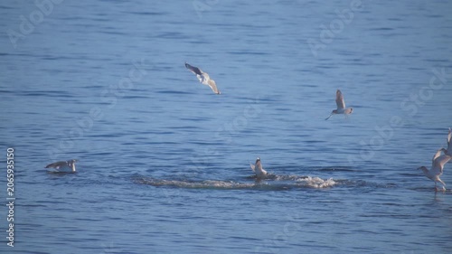 Seagulls flying above group of seals in the ocean, searching for food