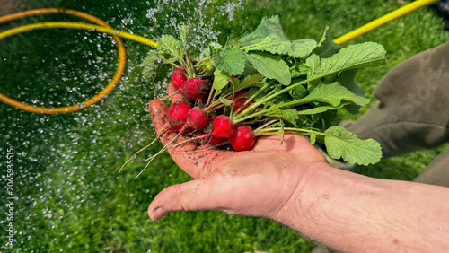 Photos Fresh radishes in an adult hand in a sunlit garden with dewy morning light suita