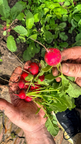 Fresh red radishes in soil stained gardener hands in natural light for food blogs farmers market lifestyle gardening editorial, 5 May 2026 Subitica, Serbia