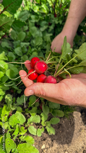 Fresh radishes in adult hands over a sunlit garden bed in spring natural light suitable for food blogs farmers market and lifestyle social media, 5 May 2026 Subitica, Serbia
