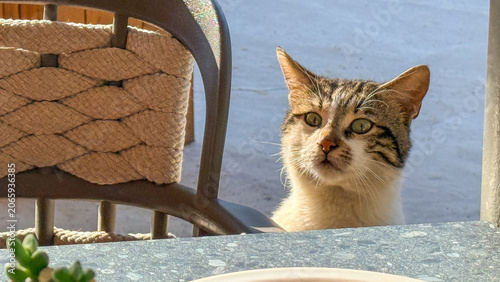 Curious tabby cat peeking over a sunlit cafe table on spring morning, warm light, suitable for lifestyle blogs, social media and editorial uses, 5 May 2026 Subitica, Serbia