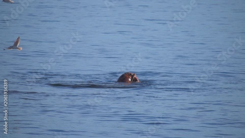 Harbor seal throwing parts of octopus away while feeding in the ocean