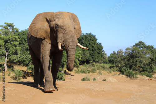 Photography Afrikanischer Elefant / African elephant / Loxodonta africana