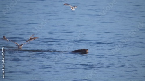 Harbor seal diving into the blue water with seagulls flying above