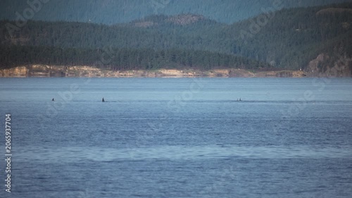 Wild killer whales surfacing from the ocean waters while migrating