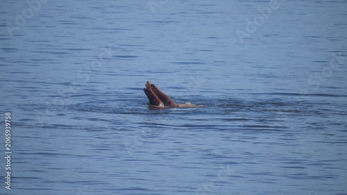 Harbor seal eating giant pacific octopus in the ocean