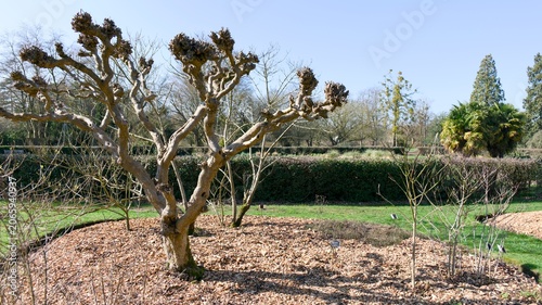 Valokuva Sculptural Bare Tree in Public Garden