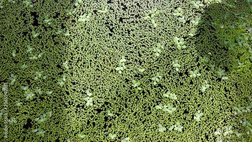 Bilde på lerret Green Duckweed Floating on Pond Surface