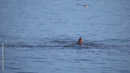Group of seals feeding on giant pacific octopus in a calm open sea