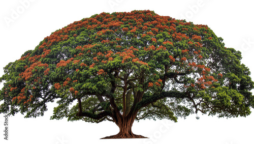 Obraz na plátně Isolated magnificent large tree with rich green leaves and bright orange flowers