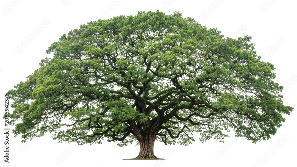 Obraz premium Isolated vibrant green mature tree with dense foliage, natural beauty for landscape design.