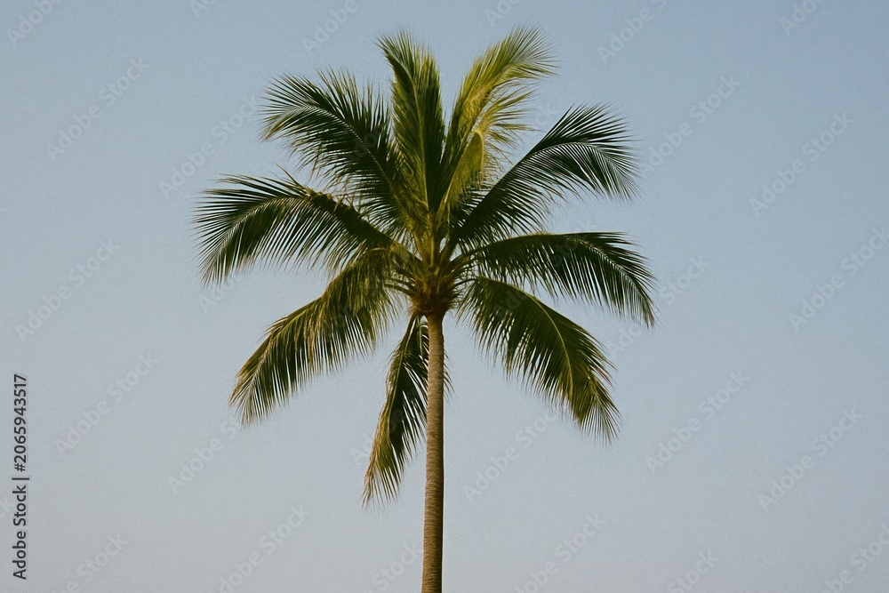 Obraz premium Solitary palm tree against sky