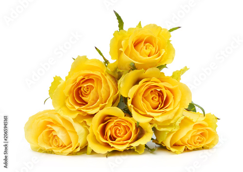 Bunch of rose flowers on white background