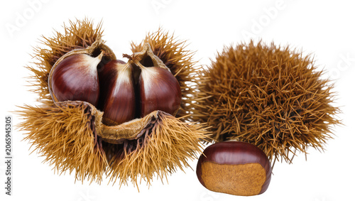 Canvastavla Isolated fresh sweet chestnuts with open and closed spiky husks and a single edi