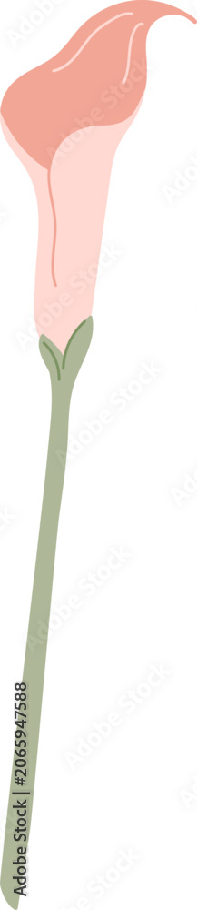 Fototapeta premium Calla Lily Stem Botanical