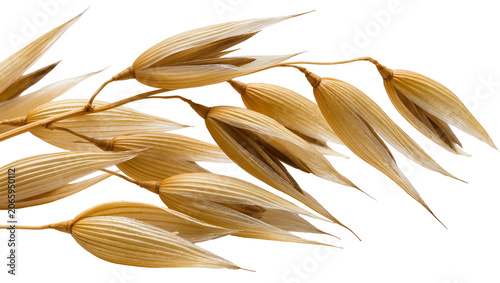 Tableau sur toile Isolated dry golden oat panicle branch closeup for organic food and agriculture
