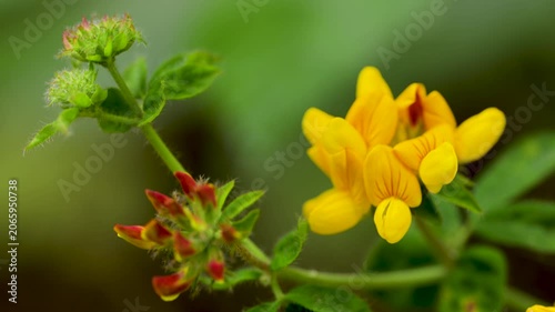 Close up on Yellow Blossom Opening in Redwood Forest