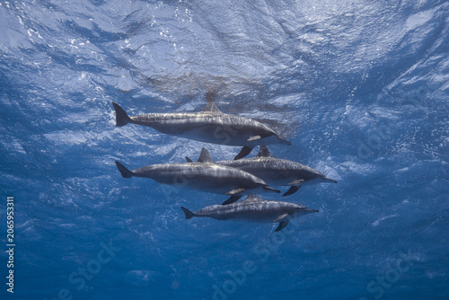 View of a pod of four dolphins swimming together in the clear blue waters of the Red Sea with sunlight reflecting on the surface Egypt.