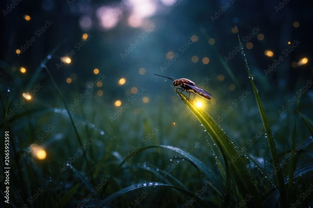 Obraz premium Magical firefly in serene forest