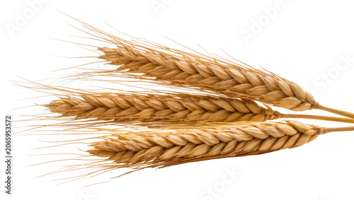 Photos Isolated golden wheat ears ready for harvest, staple food crop for bread and flo
