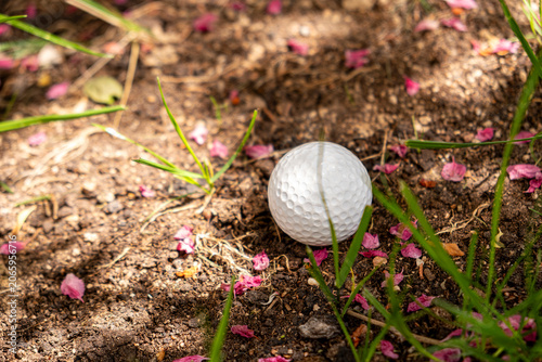 Close up shot of a white golf ball stuck in dark soil and mulch. The scene features fallen pink flower petals and green grass. Representing a difficult lie or hazard on the course. Selective focus.