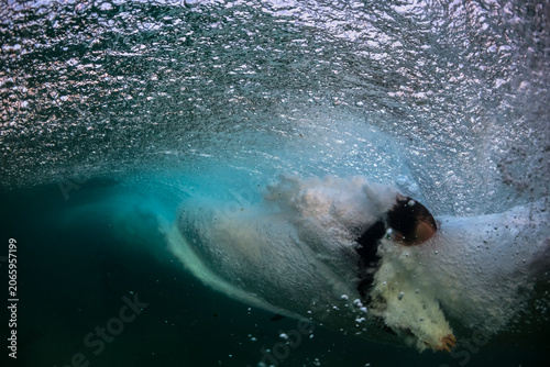 Surfer paddles toward a breaking barrel wave during sunset at Bondi Beach, Sydney, Australia.