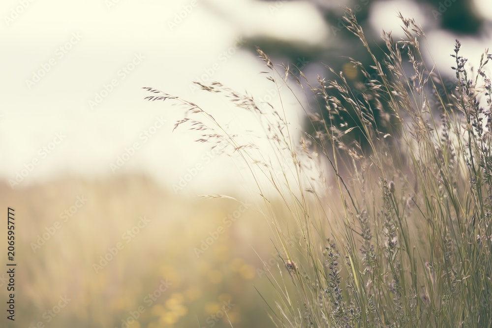 Obraz premium Tall grass swaying in the wind on a sunny day in an open field near a tree